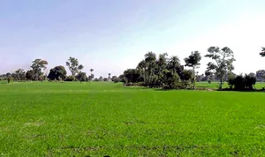 Shujalpur, Madhya Pradesh 465333, India preview 2