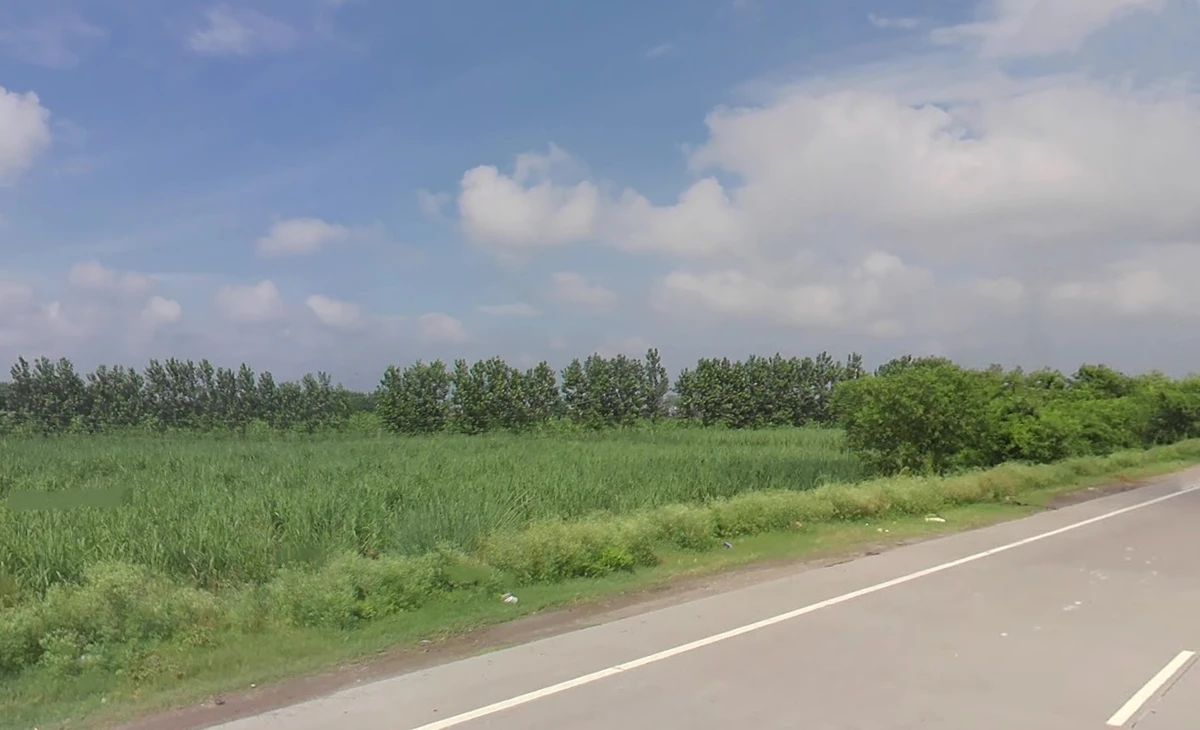 Agricultural Land in Yamunanagar, Yamunanagar