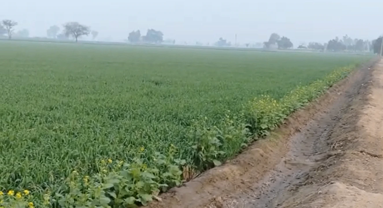 A-1121, Rani Ka Bagh, Mohindra Colony, Amritsar, Punjab 143001, India
