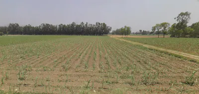 Dhanaura, Uttar Pradesh 244231, India preview 3