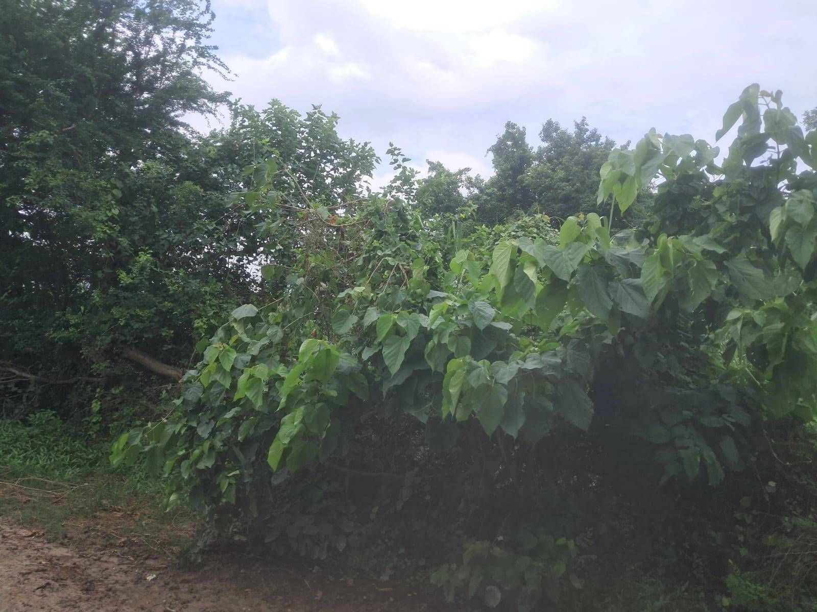 R6M5+G9 Kanakpur, Gonda, Uttar Pradesh, India