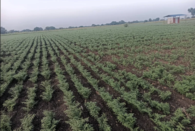 Hiriyur, Karnataka, India preview 3