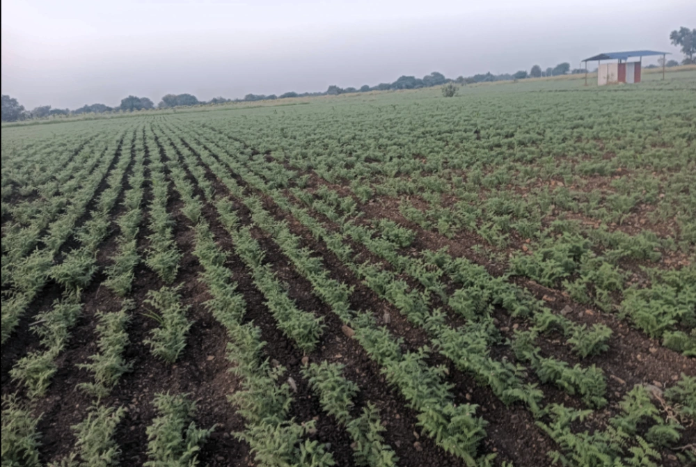Hiriyur, Karnataka, India