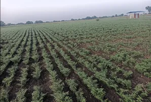 Hiriyur, Karnataka, India preview 3