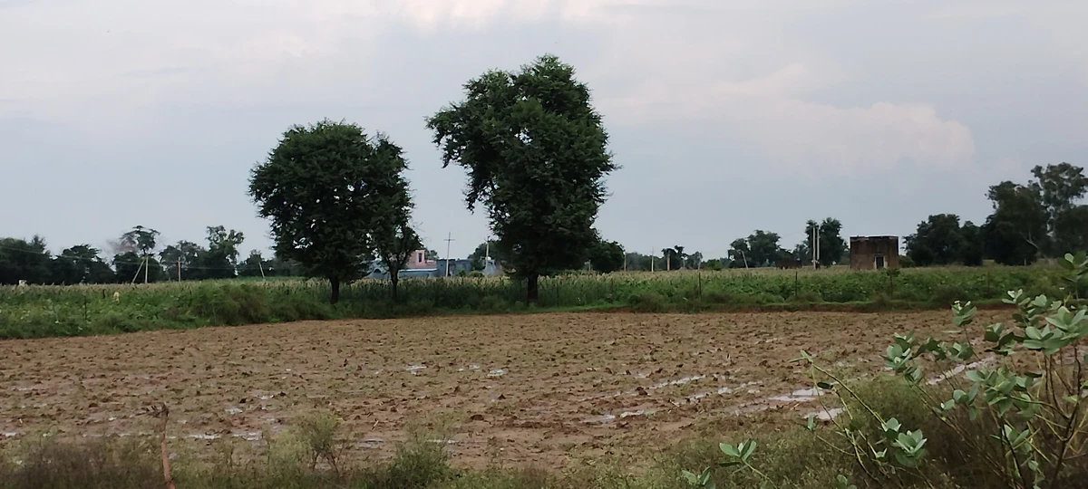 Barodameo, Rajasthan 301021, India