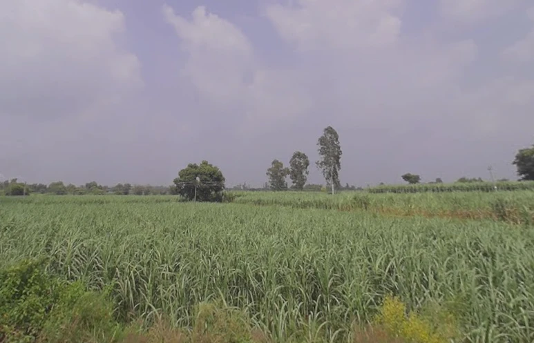 Raipur, Uttar Pradesh 247121, India