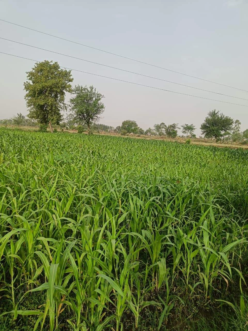 Aou, Rajasthan, India