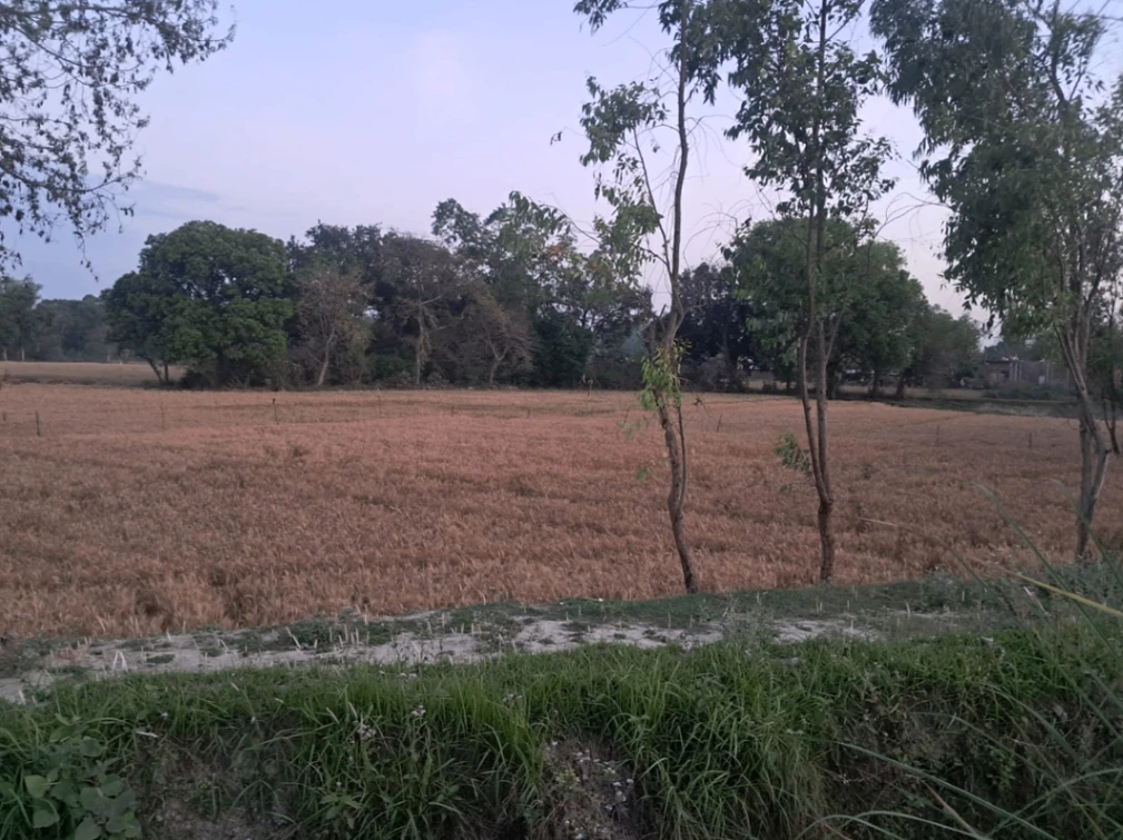 Kishangarh, Punjab 144301, India