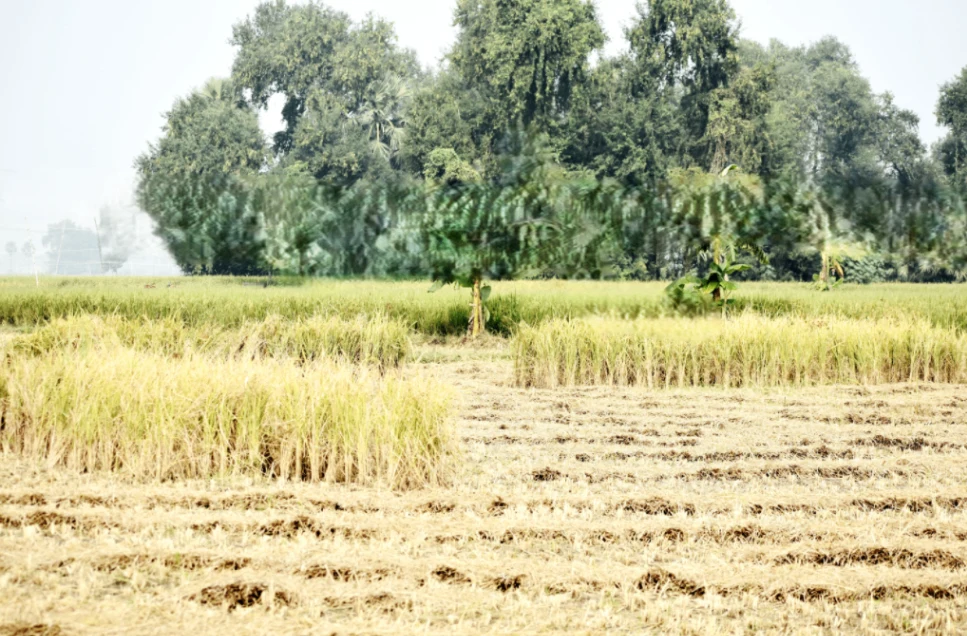 Bhalukonha, Chhattisgarh 491225, India