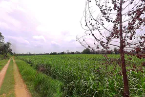 P3JQ+3C8, Salarpur, Uttar Pradesh 245205, India preview 2