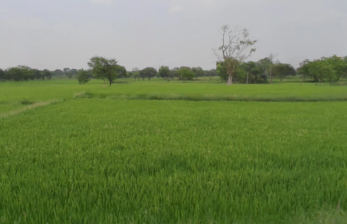 Basen, Chhattisgarh 496224, India