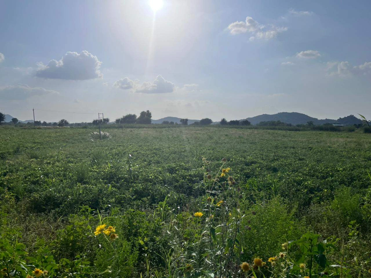 WH3F+G74, Khedaro Ki Dhani, Rajasthan 333022, India