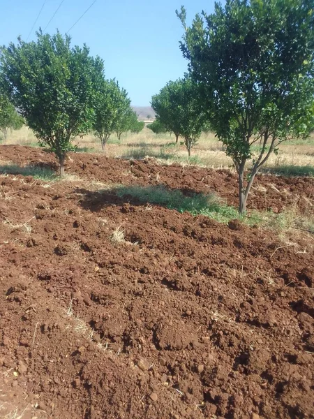 Andher Baodi, Madhya Pradesh 460220, India preview 6