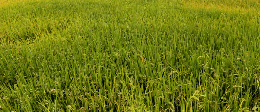 Bilsari, Uttar Pradesh 207244, India