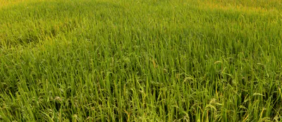 Bilsari, Uttar Pradesh 207244, India preview 3