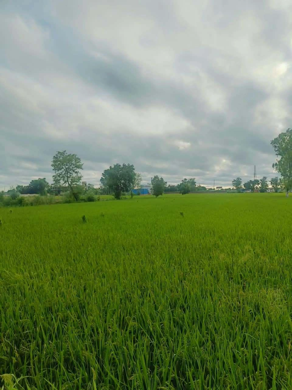 Malhu, Mathura, Uttar Pradesh 281123, India