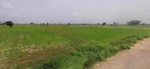 Gharaunda, Haryana 132114, India preview 2