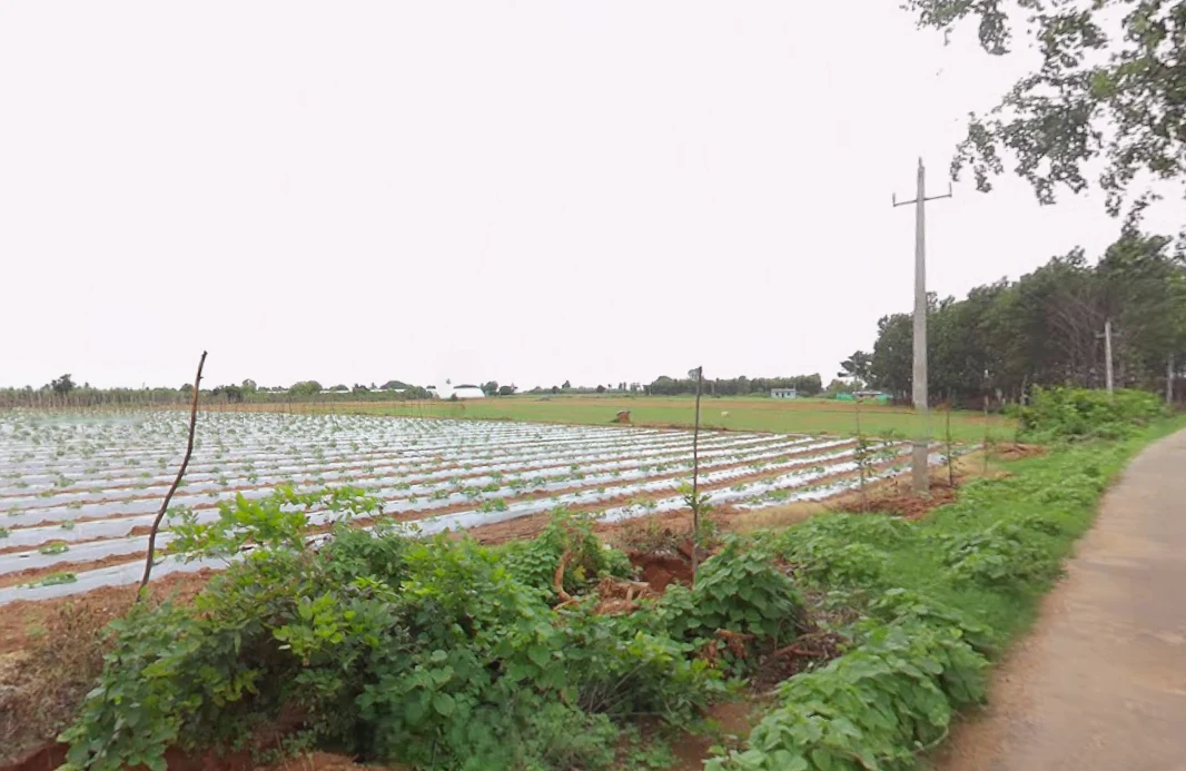 Melekote, Karnataka 561205, India