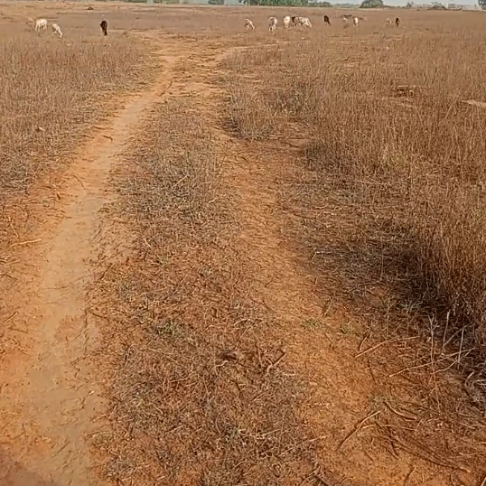 Dramandganj, Uttar Pradesh, India