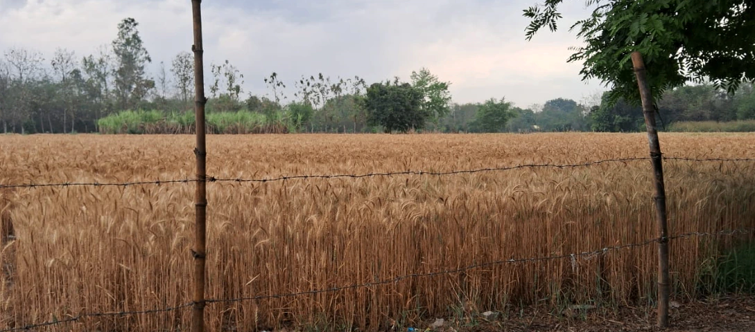Nakodar, Punjab 144040, India
