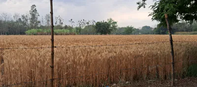 Nakodar, Punjab 144040, India preview 2