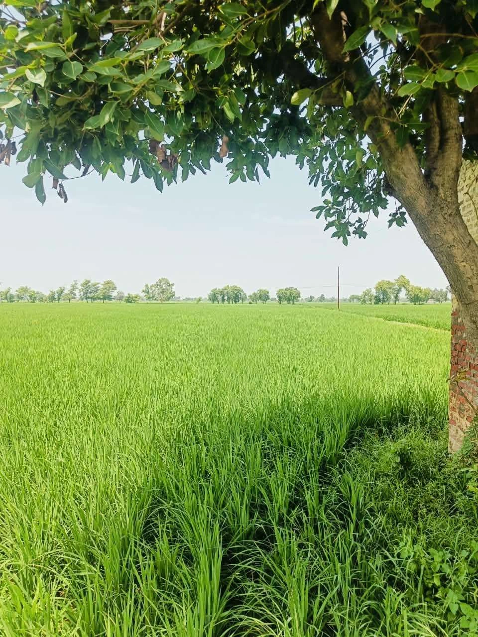 Bajna, Mathura, Uttar Pradesh 281201, India preview 3