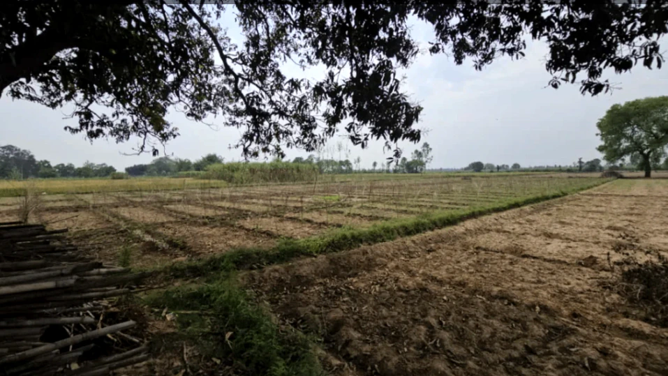 Barsana, Uttar Pradesh 281405, India