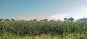 Semli, Rajasthan, India preview 4