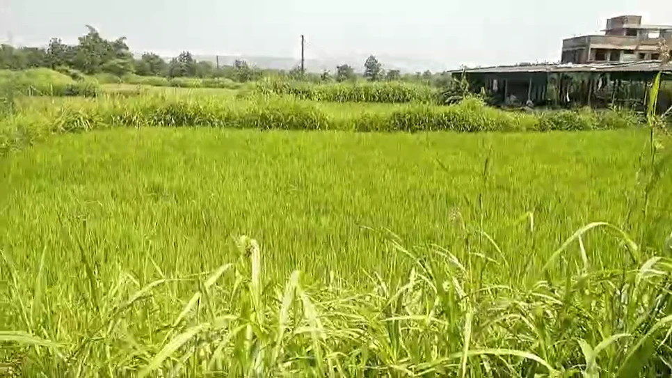 X52H+MMQ, Mahabubnagar, Balanagar, Telangana 509202, India