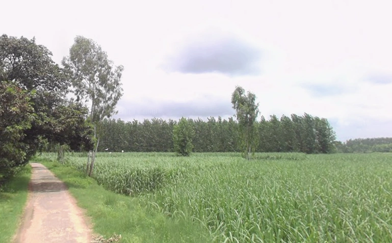 Mawana, Uttar Pradesh, India