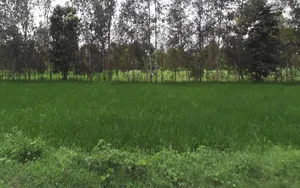 Navrangpur, Uttar Pradesh 247129, India preview 3