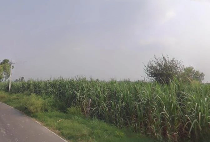 Sardhana, Uttar Pradesh 250342, India