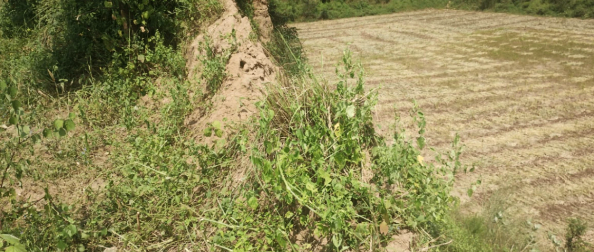 Balachaur, Punjab 144521, India