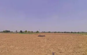 Koth Kalan, Haryana 125039, India preview 3