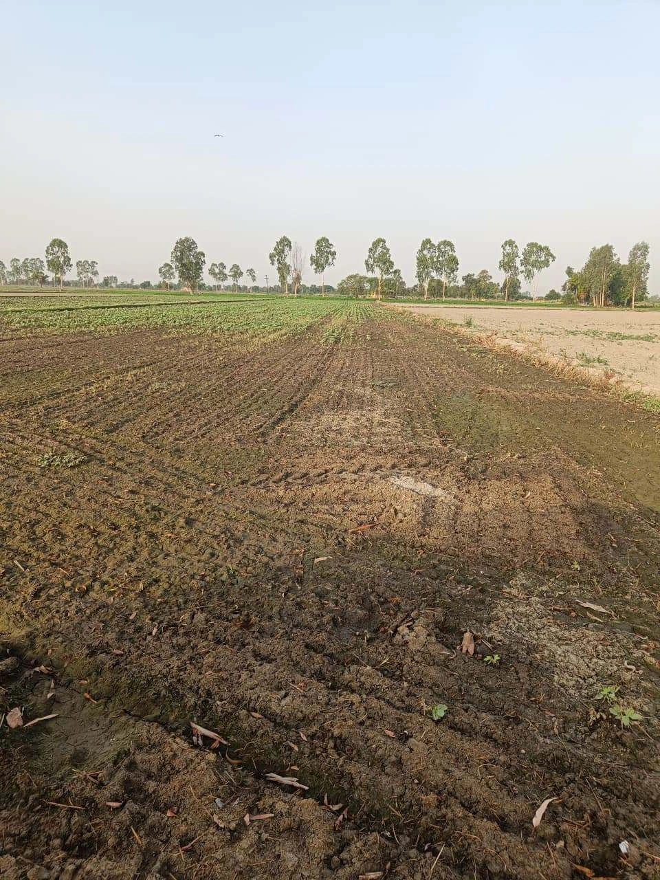 Tentigaon, Uttar Pradesh, India