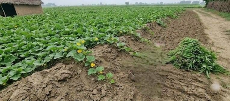 Chhata, Uttar Pradesh 281401, India