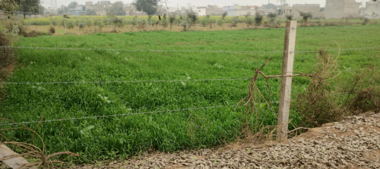 Morinda - Chunni Rd, Bhateri, Punjab, India