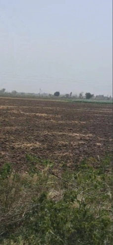 Bhodia Khera, Haryana 125120, India