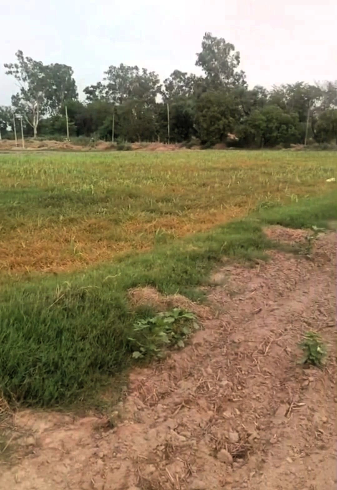 Allika, Palwal, Haryana 121102, India