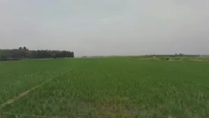 Kosa, Chhattisgarh, India preview 2