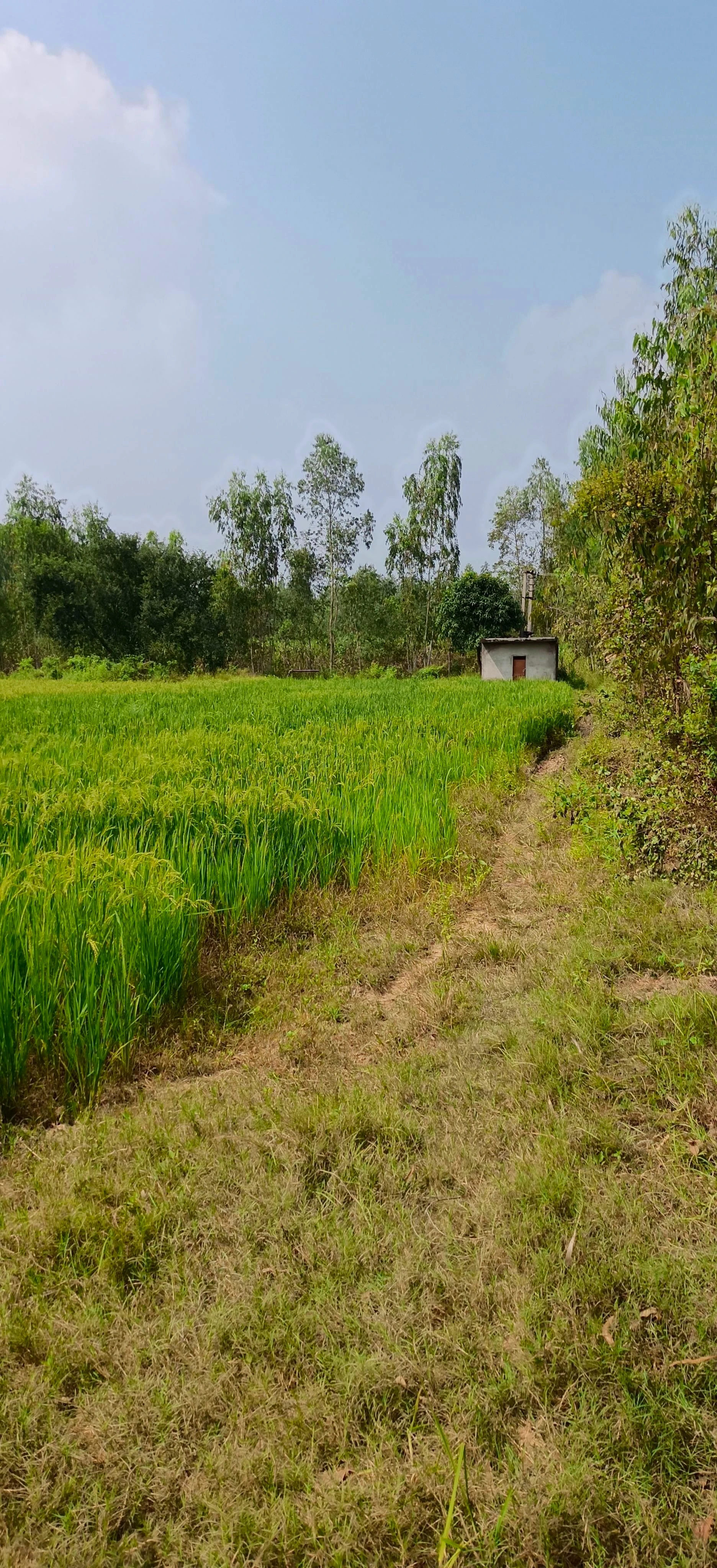 Nagina, Bijnor, Uttar Pradesh 246762, India