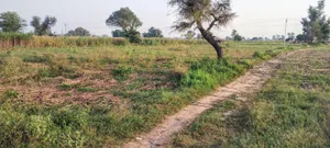 Jugrawar, Rajasthan, India preview 4