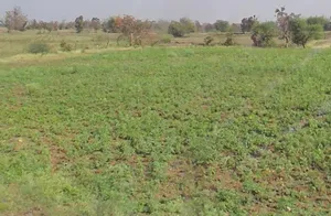 Patewa, Chhattisgarh 493551, India preview 3