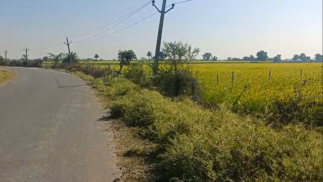 4HHC+87 Lamba Kalan, Rajasthan, India