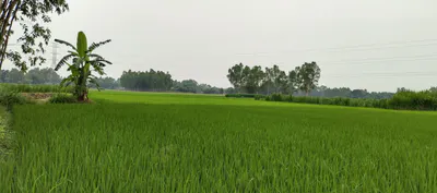 8M8M+8PR, Salempur Jaat, Uttar Pradesh 203203, India preview 8