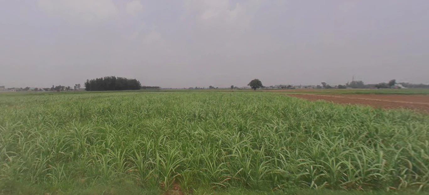 Kharar, Punjab 140301, India