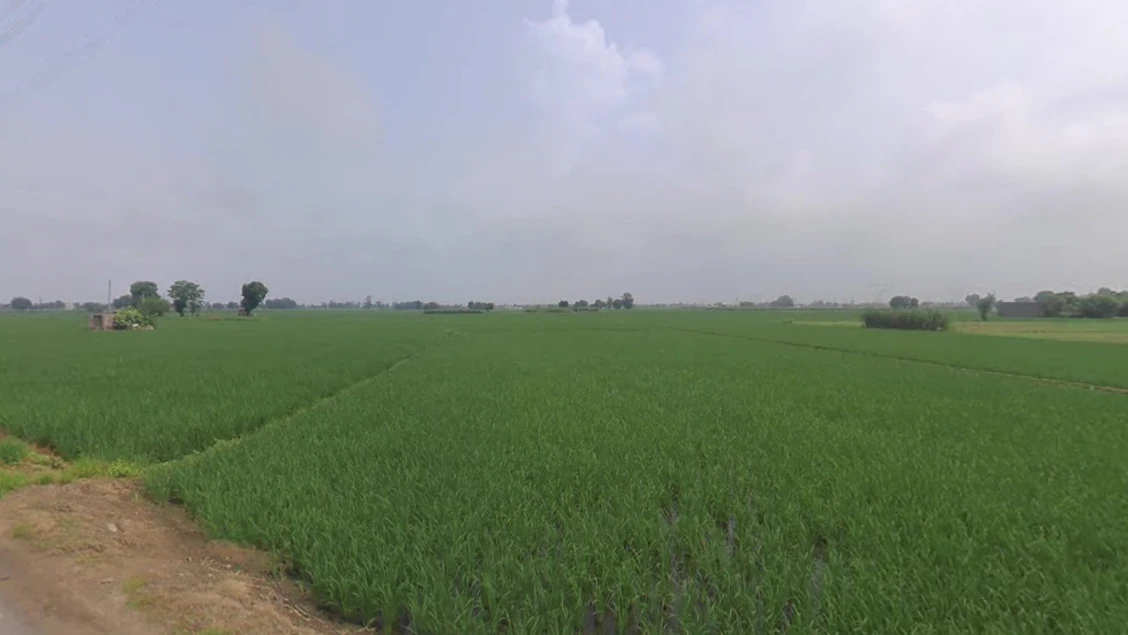 Rasanheri, Punjab, India