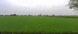 Bhogpur, Punjab 144201, India preview 2