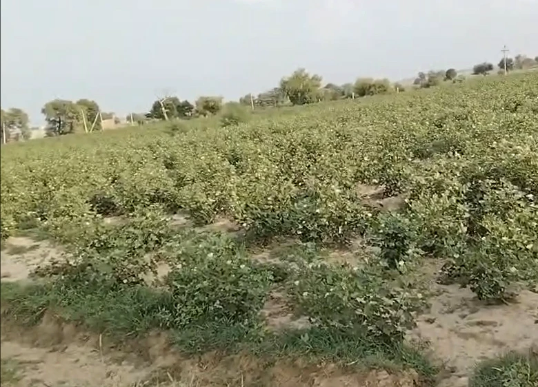 83RX+G2 10 Stb, Hanumangarh, Rajasthan, India