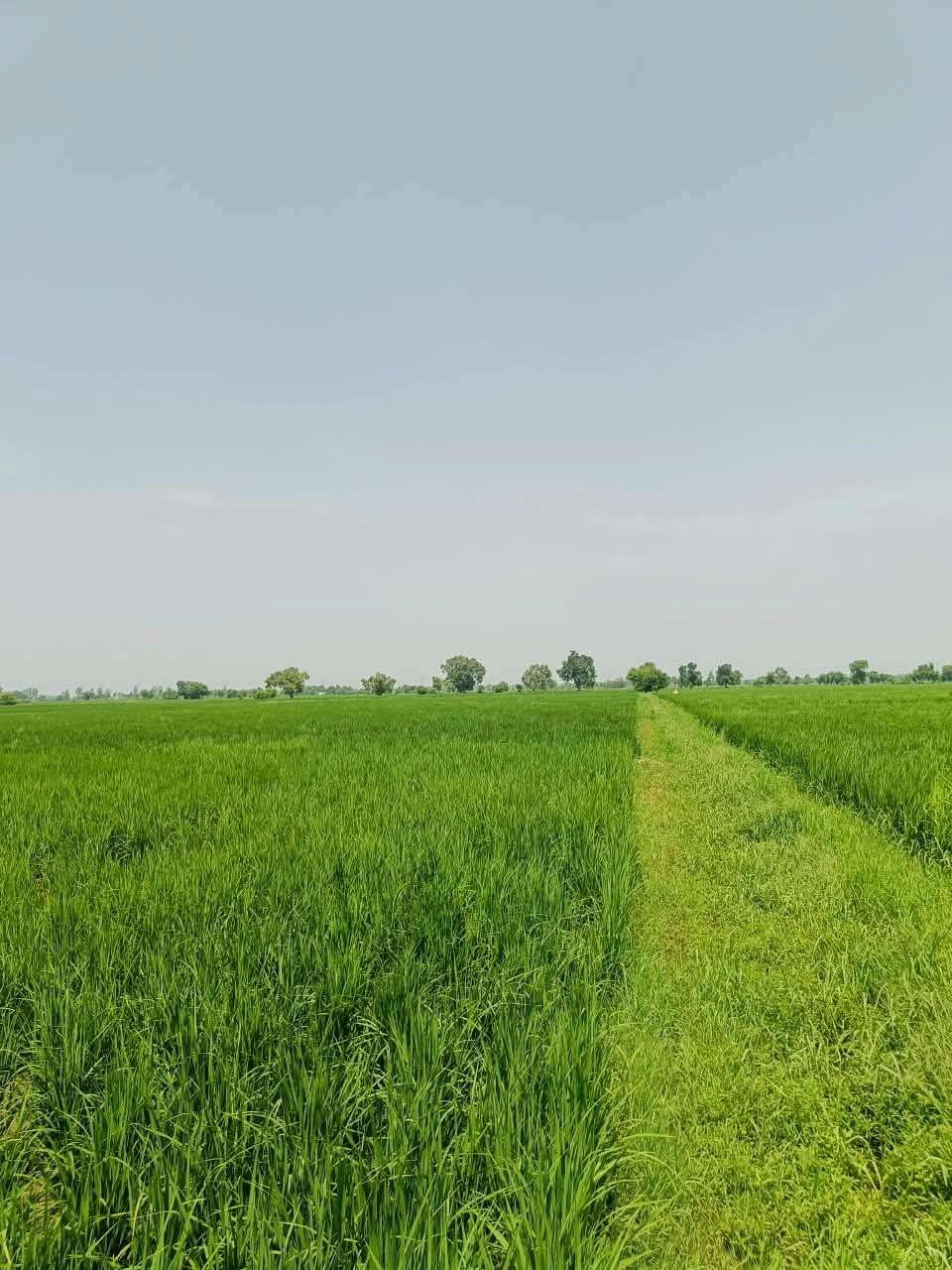 Nawali, Mathura, Uttar Pradesh, India